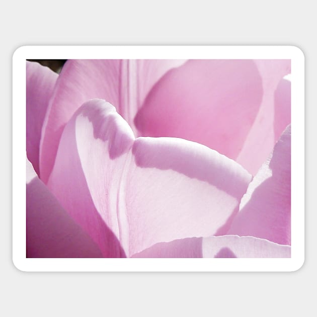 The Heart of a Tulip Sticker by PictureNZ